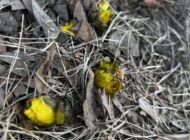 最近のお知らせ