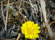 最近のお知らせ