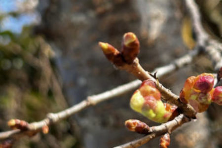 礼拝宣教の動画（２０２６.２.２２）受難節第１主日　マリンバと一緒家族礼拝