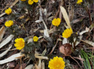 礼拝宣教の動画（２０２６.３.１）受難節第２主日礼拝