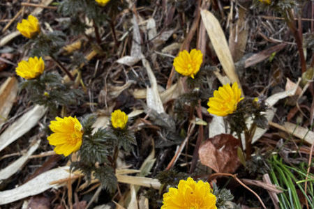 礼拝宣教の動画（２０２６.３.１）受難節第２主日礼拝