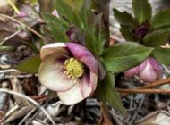 礼拝宣教の動画（２０２６.３.１５）受難節第４主日礼拝