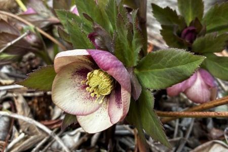 礼拝宣教の動画（２０２６.３.１５）受難節第４主日礼拝