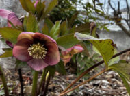 最近のお知らせ