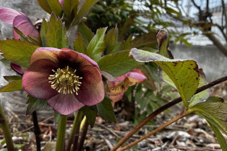 最近のお知らせ