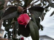 礼拝宣教の動画（２０２６.３.２２）受難節第５主日礼拝