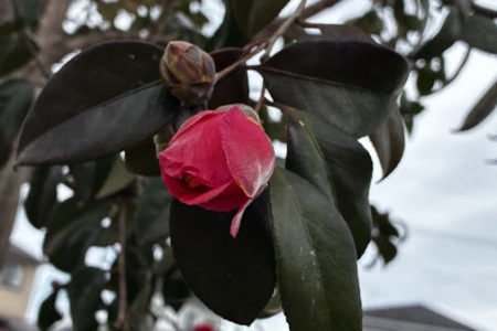 礼拝宣教の動画（２０２６.３.２２）受難節第５主日礼拝