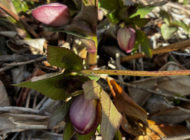 礼拝宣教の動画（２０２６.３.８）受難節第３主日　東日本大震災記念家族礼拝