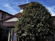 最近のお知らせ